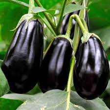Hybrid Brinjal Seed